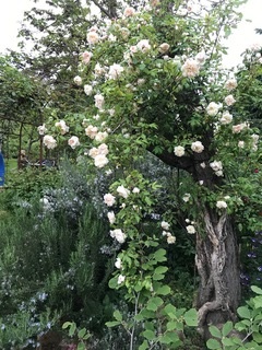 ramblerrose am alten Baumstamm mit Insektenhotel